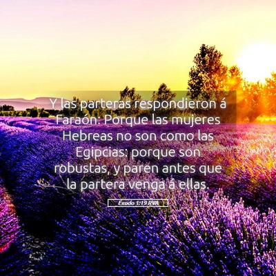Picture 05 - Éxodo 1:19 RVA - Y las parteras respondieron á Faraón: Porque - Bible Verse Picture