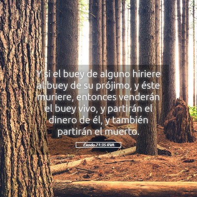 Picture 05 - Éxodo 21:35 RVA - Y si el buey de alguno hiriere al buey de su - Bible Verse Picture