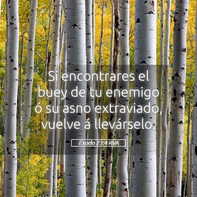 Picture 05 - Éxodo 23:4 RVA - Si encontrares el buey de tu enemigo ó su asno - Bible Verse Picture