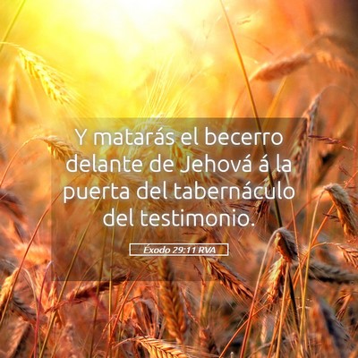 Picture 05 - Éxodo 29:11 RVA - Y matarás el becerro delante de Jehová á la - Bible Verse Picture