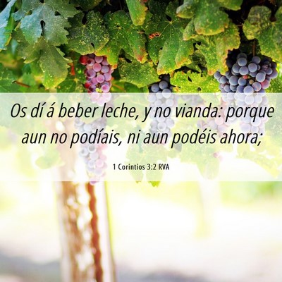 Picture 06 - 1 Corintios 3:2 RVA - Os dí á beber leche, y no vianda: porque aun no - Bible Verse Picture