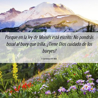 Picture 06 - 1 Corintios 9:9 RVA - Porque en la ley de Moisés está escrito: No - Bible Verse Picture
