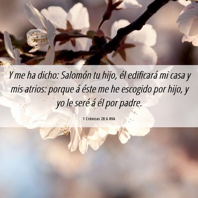 Picture 06 - 1 Crónicas 28:6 RVA - Y me ha dicho: Salomón tu hijo, él edificará - Bible Verse Picture