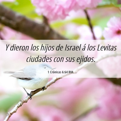 Picture 06 - 1 Crónicas 6:64 RVA - Y dieron los hijos de Israel á los Levitas - Bible Verse Picture