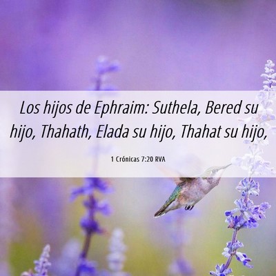 Picture 06 - 1 Crónicas 7:20 RVA - Los hijos de Ephraim: Suthela, Bered su hijo, - Bible Verse Picture