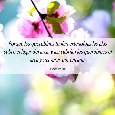 Picture 06 - 1 Reyes 8:7 RVA - Porque los querubines tenían extendidas las alas - Bible Verse Picture