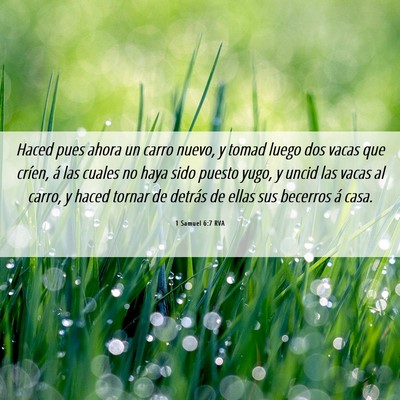 Picture 06 - 1 Samuel 6:7 RVA - Haced pues ahora un carro nuevo, y tomad luego - Bible Verse Picture