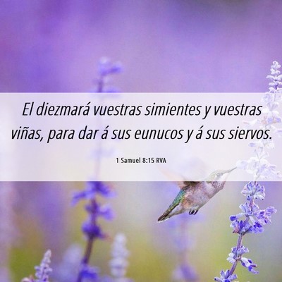 Picture 06 - 1 Samuel 8:15 RVA - El diezmará vuestras simientes y vuestras - Bible Verse Picture