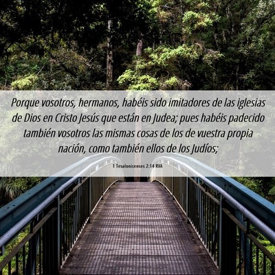 Picture 06 - 1 Tesalonicenses 2:14 RVA - Porque vosotros, hermanos, habéis sido - Bible Verse Picture