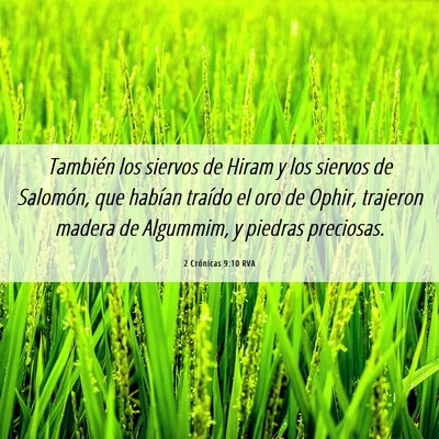 Picture 06 - 2 Crónicas 9:10 RVA - También los siervos de Hiram y los siervos de - Bible Verse Picture