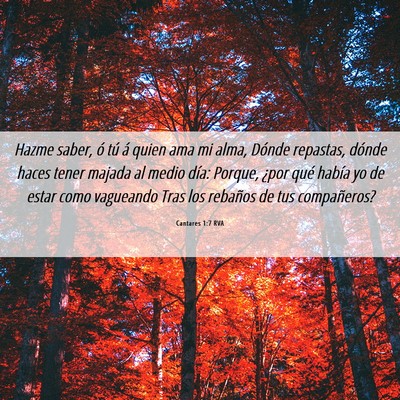 Picture 06 - Cantares 1:7 RVA - Hazme saber, ó tú á quien ama mi alma, Dónde - Bible Verse Picture