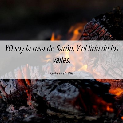 Picture 06 - Cantares 2:1 RVA - YO soy la rosa de Sarón, Y el lirio de los - Bible Verse Picture