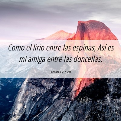 Picture 06 - Cantares 2:2 RVA - Como el lirio entre las espinas, Así es mi amiga - Bible Verse Picture