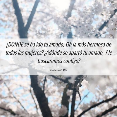 Picture 06 - Cantares 6:1 RVA - ¿DONDE se ha ido tu amado, Oh la más hermosa de - Bible Verse Picture