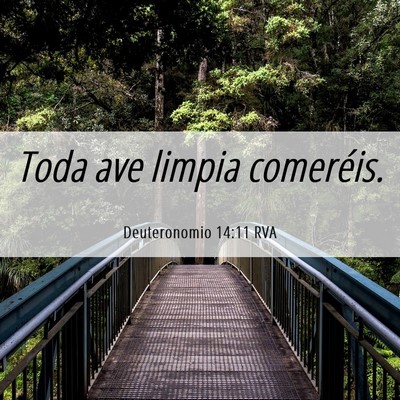 Picture 06 - Deuteronomio 14:11 RVA - Toda ave limpia - Bible Verse Picture
