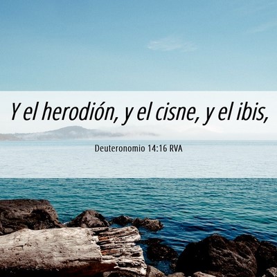 Picture 06 - Deuteronomio 14:16 RVA - Y el herodión, y el cisne, y el - Bible Verse Picture