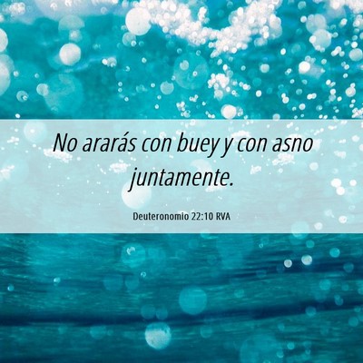 Picture 06 - Deuteronomio 22:10 RVA - No ararás con buey y con asno - Bible Verse Picture