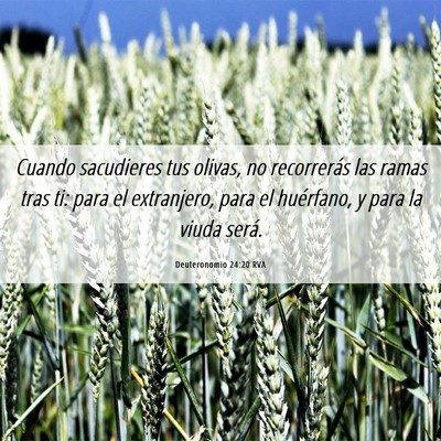 Picture 06 - Deuteronomio 24:20 RVA - Cuando sacudieres tus olivas, no recorrerás las - Bible Verse Picture