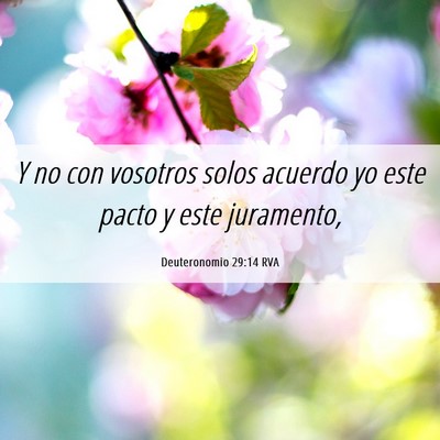 Picture 06 - Deuteronomio 29:14 RVA - Y no con vosotros solos acuerdo yo este pacto y - Bible Verse Picture