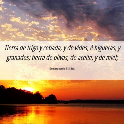 Picture 06 - Deuteronomio 8:8 RVA - Tierra de trigo y cebada, y de vides, é - Bible Verse Picture