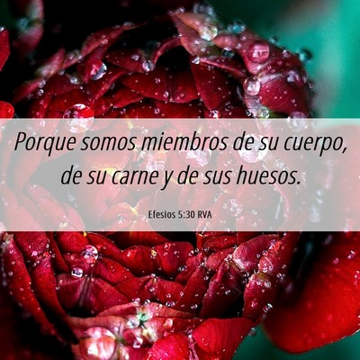 Picture 06 - Efesios 5:30 RVA - Porque somos miembros de su cuerpo, de su carne y - Bible Verse Picture
