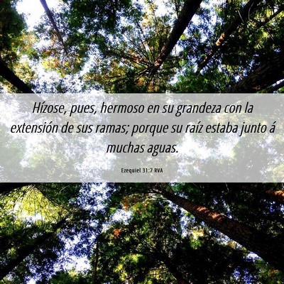 Picture 06 - Ezequiel 31:7 RVA - Hízose, pues, hermoso en su grandeza con la - Bible Verse Picture