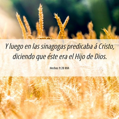 Picture 06 - Hechos 9:20 RVA - Y luego en las sinagogas predicaba á Cristo, - Bible Verse Picture