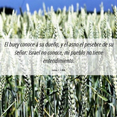 Picture 06 - Isaías 1:3 RVA - El buey conoce á su dueño, y el asno el pesebre - Bible Verse Picture