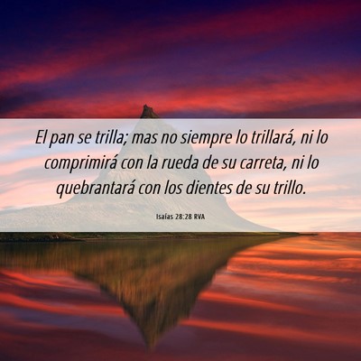Picture 06 - Isaías 28:28 RVA - El pan se trilla; mas no siempre lo trillará, ni - Bible Verse Picture