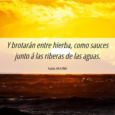 Picture 06 - Isaías 44:4 RVA - Y brotarán entre hierba, como sauces junto á - Bible Verse Picture