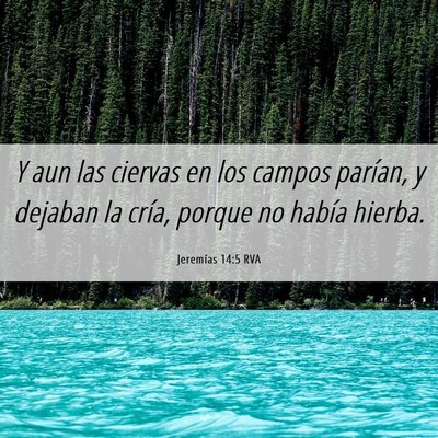 Picture 06 - Jeremías 14:5 RVA - Y aun las ciervas en los campos parían, y - Bible Verse Picture