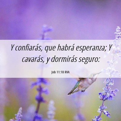 Picture 06 - Job 11:18 RVA - Y confiarás, que habrá esperanza; Y cavarás, y - Bible Verse Picture