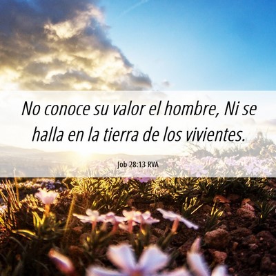 Picture 06 - Job 28:13 RVA - No conoce su valor el hombre, Ni se halla en la - Bible Verse Picture