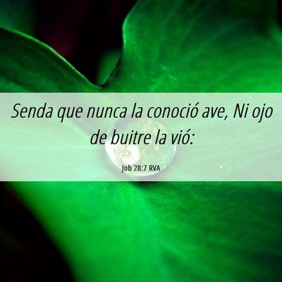 Picture 06 - Job 28:7 RVA - Senda que nunca la conoció ave, Ni ojo de buitre - Bible Verse Picture