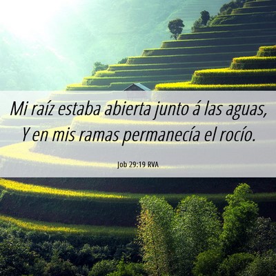 Picture 06 - Job 29:19 RVA - Mi raíz estaba abierta junto á las aguas, Y en - Bible Verse Picture