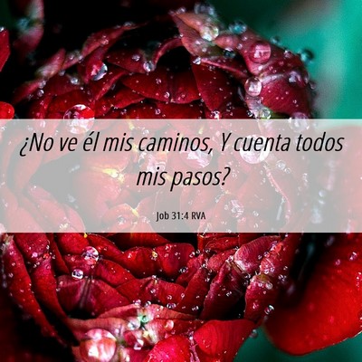 Picture 06 - Job 31:4 RVA - ¿No ve él mis caminos, Y cuenta todos mis - Bible Verse Picture