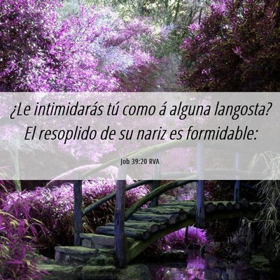Picture 06 - Job 39:20 RVA - ¿Le intimidarás tú como á alguna langosta? El - Bible Verse Picture