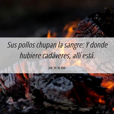 Picture 06 - Job 39:30 RVA - Sus pollos chupan la sangre: Y donde hubiere - Bible Verse Picture