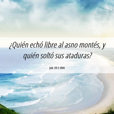 Picture 06 - Job 39:5 RVA - ¿Quién echó libre al asno montés, y quién - Bible Verse Picture