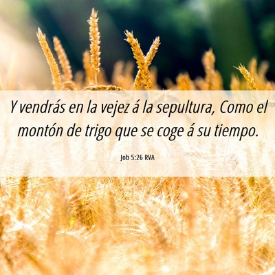 Picture 06 - Job 5:26 RVA - Y vendrás en la vejez á la sepultura, Como el - Bible Verse Picture
