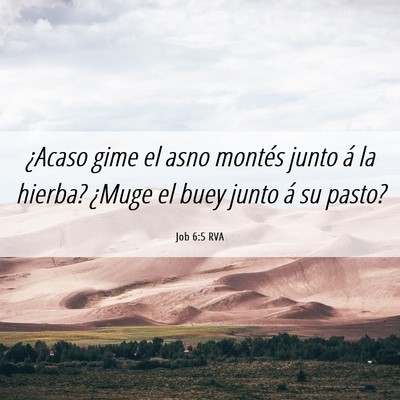 Picture 06 - Job 6:5 RVA - ¿Acaso gime el asno montés junto á la hierba? - Bible Verse Picture