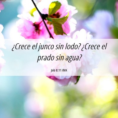 Picture 06 - Job 8:11 RVA - ¿Crece el junco sin lodo? ¿Crece el prado sin - Bible Verse Picture
