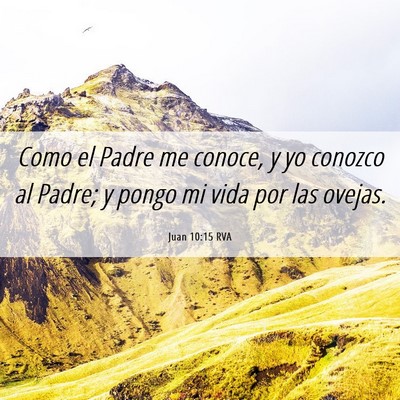 Picture 06 - Juan 10:15 RVA - Como el Padre me conoce, y yo conozco al Padre; y - Bible Verse Picture