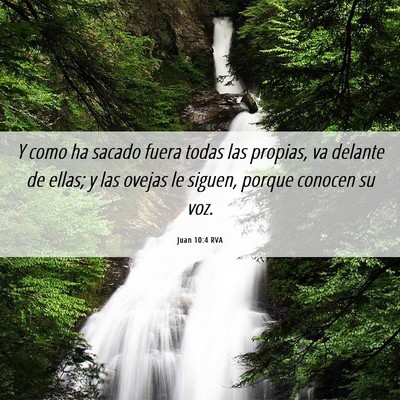 Picture 06 - Juan 10:4 RVA - Y como ha sacado fuera todas las propias, va - Bible Verse Picture