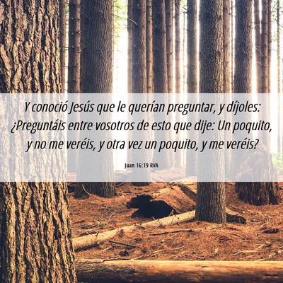 Picture 06 - Juan 16:19 RVA - Y conoció Jesús que le querían preguntar, y - Bible Verse Picture