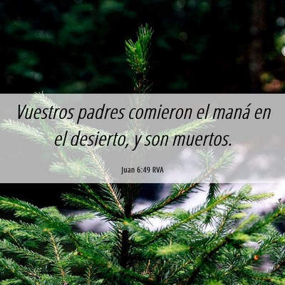 Picture 06 - Juan 6:49 RVA - Vuestros padres comieron el maná en el desierto, - Bible Verse Picture