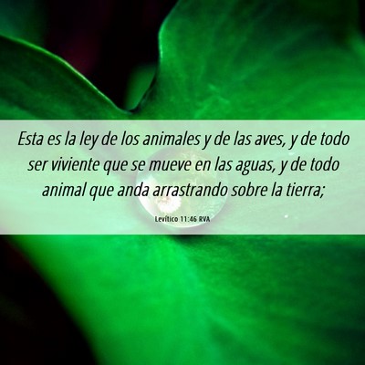 Picture 06 - Levítico 11:46 RVA - Esta es la ley de los animales y de las aves, y - Bible Verse Picture