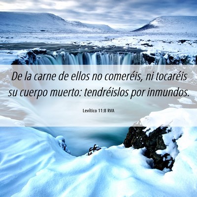 Picture 06 - Levítico 11:8 RVA - De la carne de ellos no comeréis, ni tocaréis - Bible Verse Picture