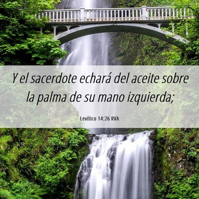 Picture 06 - Levítico 14:26 RVA - Y el sacerdote echará del aceite sobre la palma - Bible Verse Picture