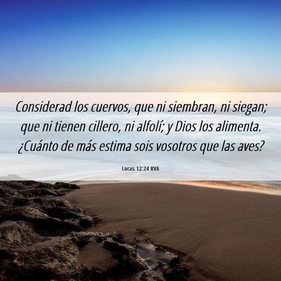 Picture 06 - Lucas 12:24 RVA - Considerad los cuervos, que ni siembran, ni - Bible Verse Picture